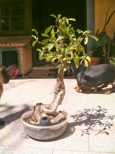 Baobá para treinamento   II ... IMAG0387