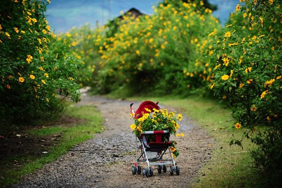 Tuyển chọn thơ viết về Hoa Dã Quỳ hay, tâm trạng buồn nhất Tuyển chọn thơ viết về Hoa Dã Quỳ hay, tâm trạng buồn nhất