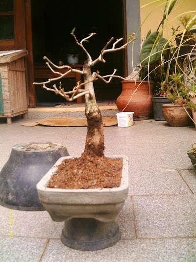 Carvalho Japonês-Quercus Acutíssima-Kunugui... IMAG0016