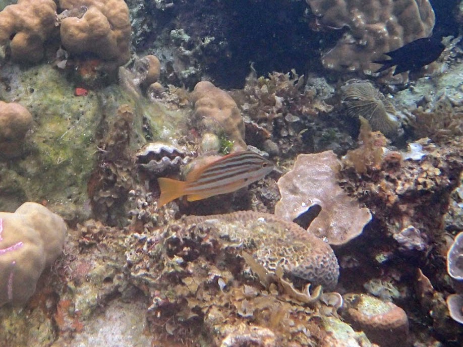 Lutjanus carponotatus (Stripey Snapper), Sand Island, Palawan, Philippines.