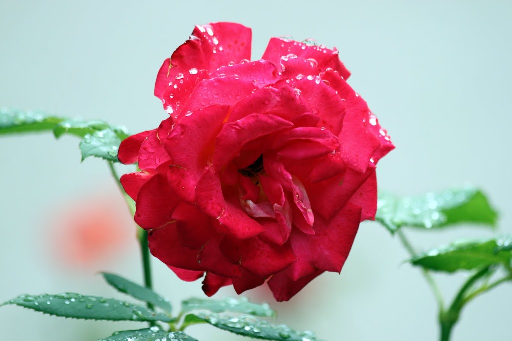 Une rose... IMG_9298