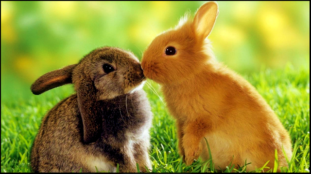 Rabbits kissing