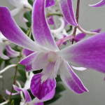 My Orchid Garden 2011