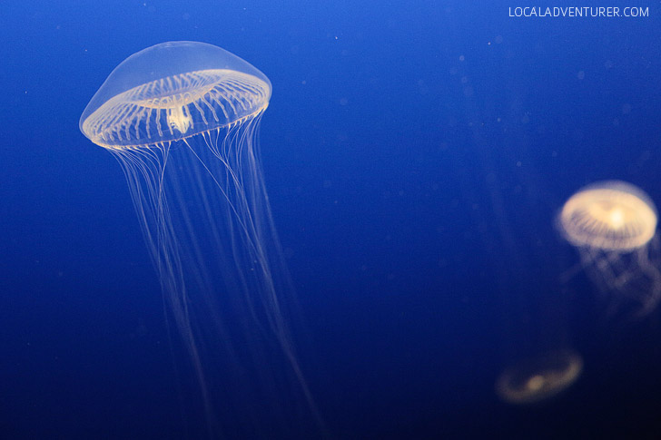 Crystal Jellyfish (aequorea sp) // 13 Remarkable Species of Jellyfish at the Monterey Aquarium.