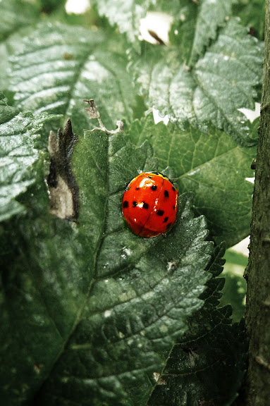 Rouge Coccinelle