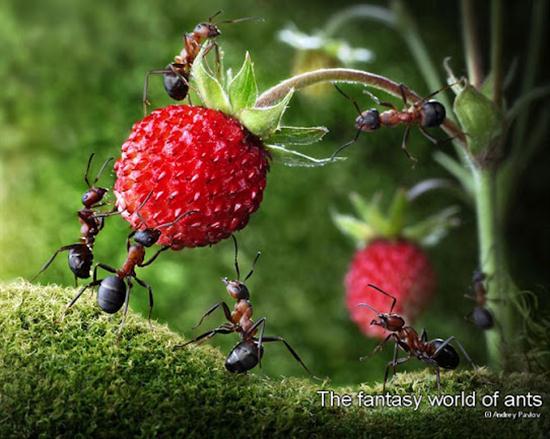எறும்புகளின் அழகிய உலகம் – புகைப்படங்கள் Ants-strawberry_2160862k