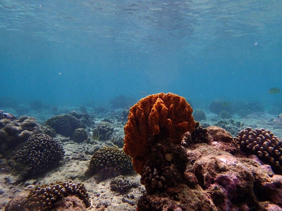 Orange Sponge, Miniloc Island Resort reef, Palawan, Philippines.