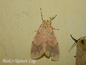 Erebidae, Arctiinae, Lithosiini (Nudariina), Barsine sp
