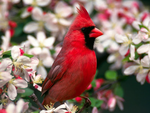 Northern Cardinal.jpg