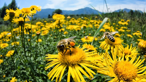 Honey Bees, Upper Bavaria, Germany.jpg