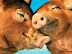 Свини любят друг друга