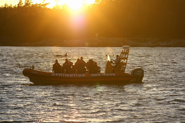 SpringTide Whale Watching & Eco Tours