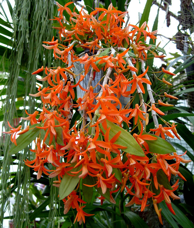 Dendrobium unicum S1050915