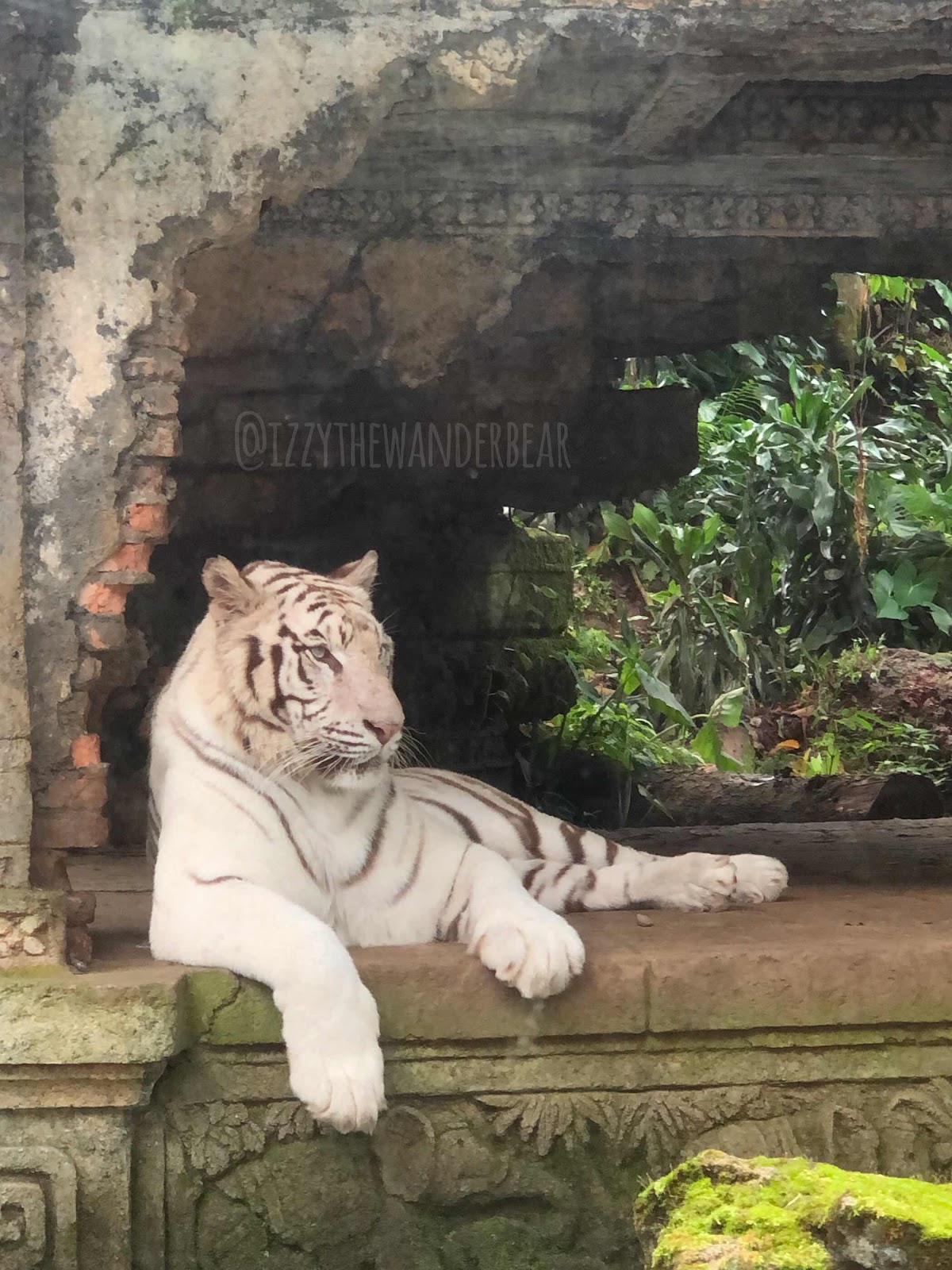 Harimau Putih di Taman Safari Indonesia