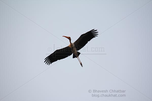 Flying painted stork with full wings spread out