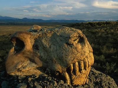 Dinogorgon
