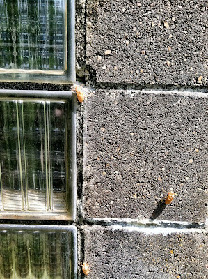 cinder block cicada glass brick stock photo