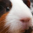 Claire Victoria avatar image