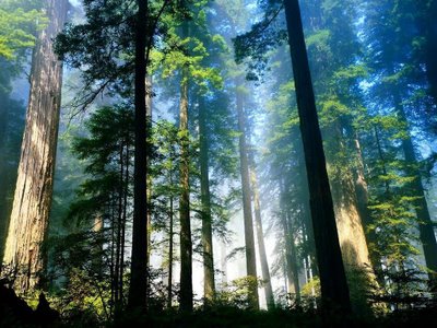 2010 Beautiful nature scene wallpapers nature scenes. 2010 Beautiful nature scene