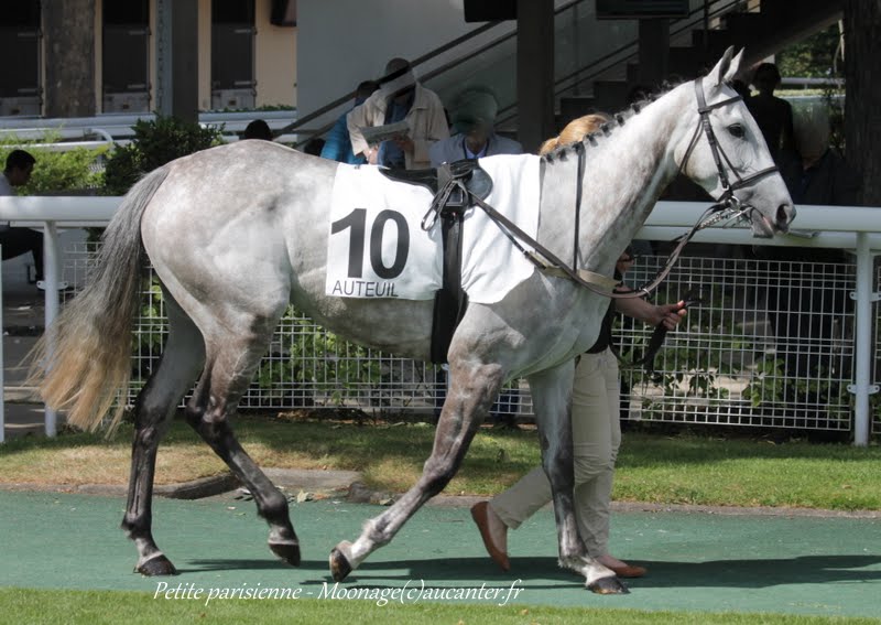 Photos Auteuil 7-06-2015 Journée Grande Course de Haies - Page 2 IMG_1678