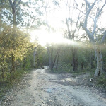 Perimeter Trail near Terrey Hills (307715)