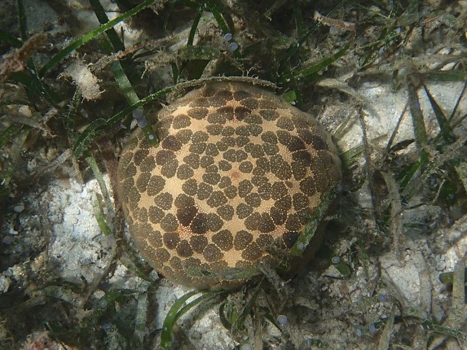 Culcita novaeguineae (Pincushion Star), Chindonan Island, Palawan. Philippines.