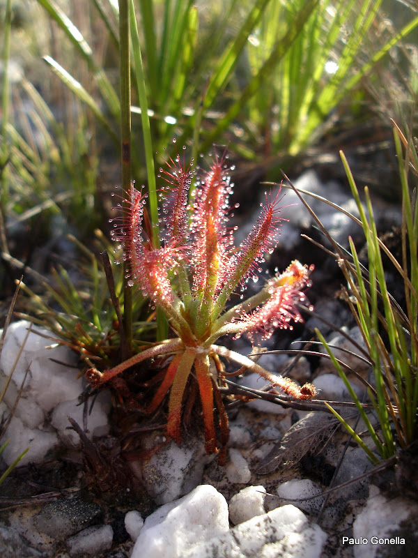 Drosera%252520quartzicola%252520%2525289%252529.JPG