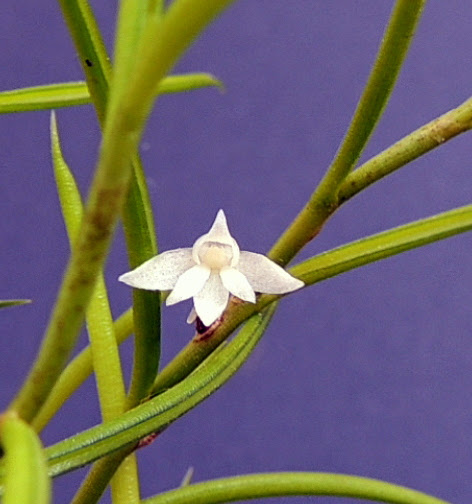 Angraecum subulatum DSCN1859