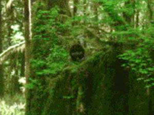 Vancouver Sasquatch Photo The Real Deal Or Publicity Stunt