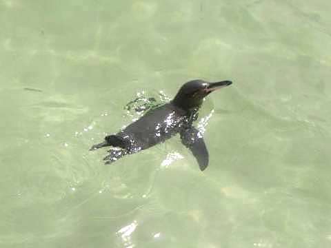 ペンギンがスムーズに泳ぐ