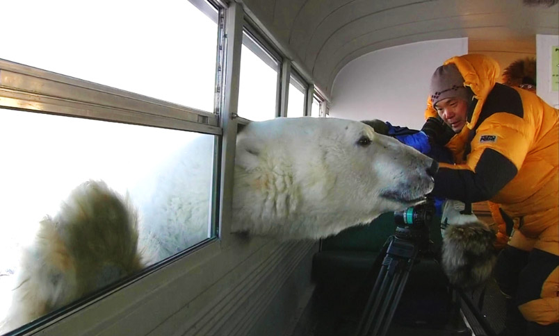 Urso pardo vs Urso polar Polar-Bear-Bus