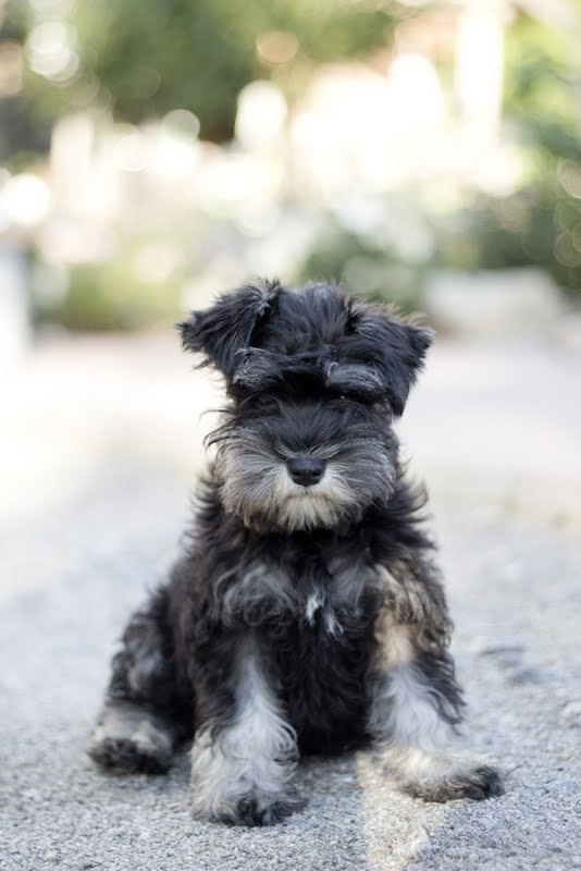 Dvärgschnauzern Nessie, trädgårdsassistenten