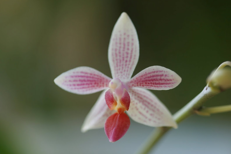 Phalaenopsis Little Sister IMG_1365