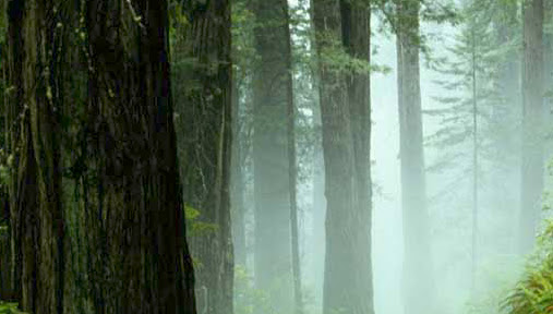 Cover photo