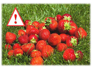 pesticides dans fraises France bébé