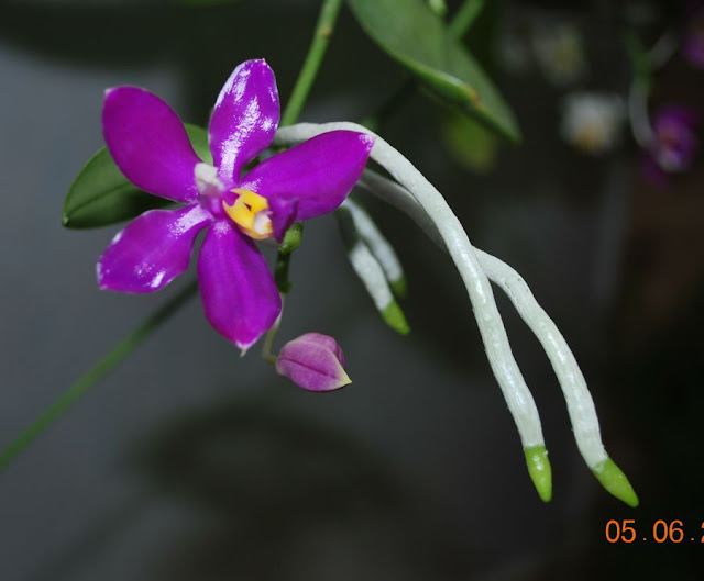 Phalaenopsis pulchra  - Страница 2 DSC_0022
