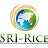 SRI Rice