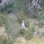 Local kangaroo saying G'day (296780)