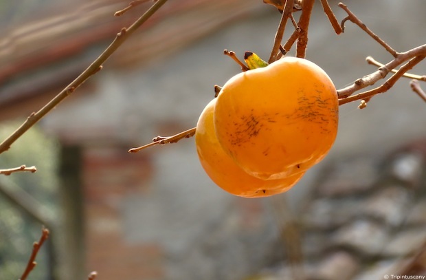 diospero-kaki-cachi-capinera