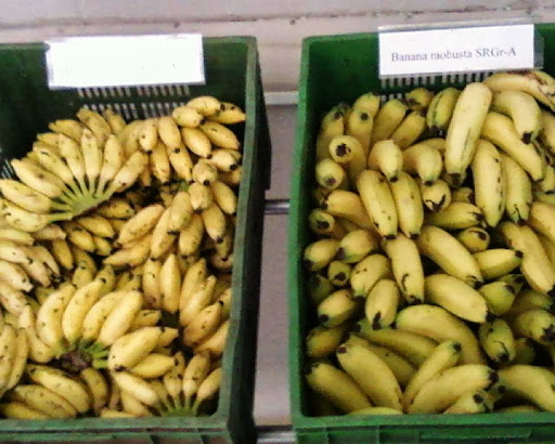 Nandhi Organic Farms, 23,24 Rajendra Nagar, Udumalpet Road, Dharapuram, Tamil Nadu 638656, India, Organic_Food_Store, state TN