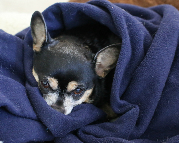 photo of a dog wrapped in a blue blanket