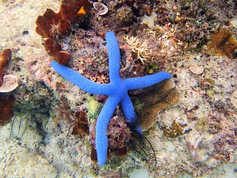 Linckia laevigata Blue (Linckia Starfish), Miniloc Island Resort reef, Palawan, Philippines.