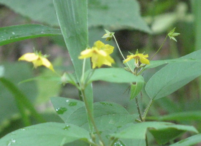 yellow flower