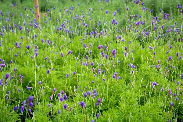  Bunga  bunga  cinta di Lavender  Garden Genting