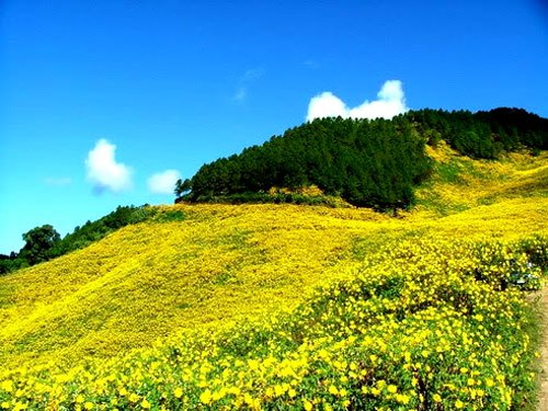 Bộ ảnh hoa Dã Quỳ nở vàng tuyệt đẹp Ảnh vườn hoa dã quỳ đẹp