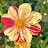 Gina Stamm avatar image