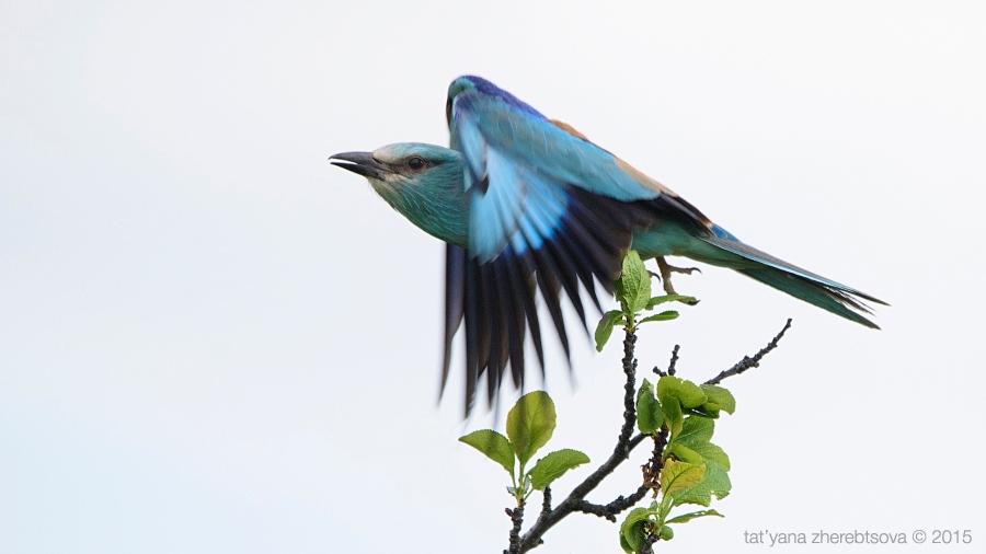 wildlife.crimea.ua