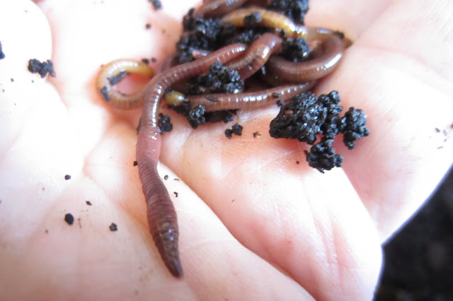 vermicast and worms happy