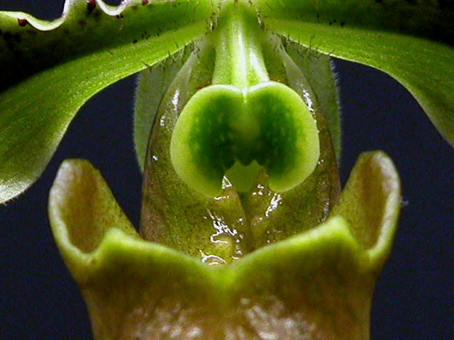 Paphiopedilum appletonianum - Paph. hainanense - Paph. wolterianum DSCN0015
