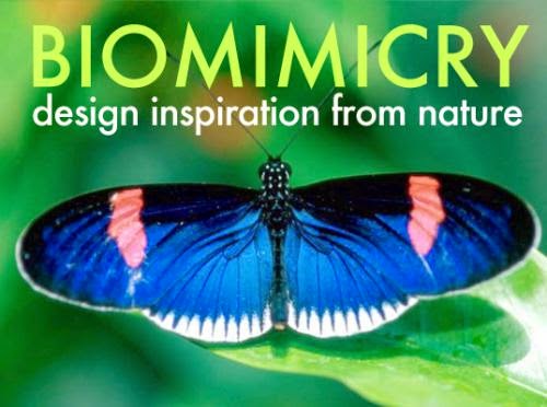 Design Inspiration From Nature Biomimicry For A Better Planet